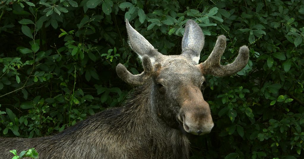 Łoś, łoś euroazjatycki (Alces alces)