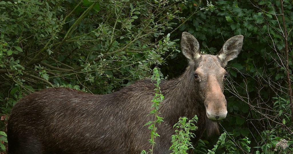 Łoś, łoś euroazjatycki (Alces alces)