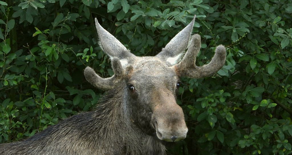 Łoś, łoś euroazjatycki (Alces alces)