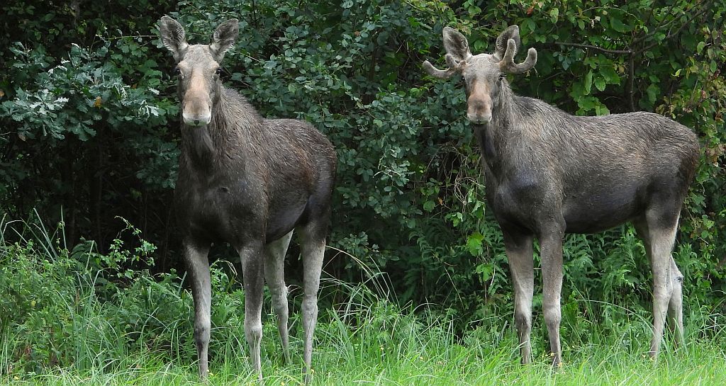Łoś, łoś euroazjatycki (Alces alces)