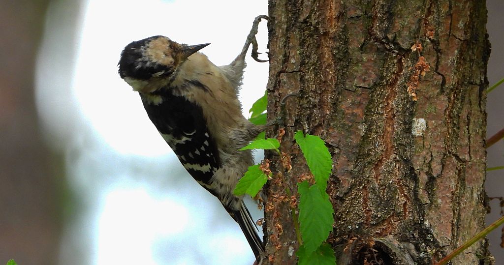 Dzięciołek, dzięcioł mały (Dryobates minor)