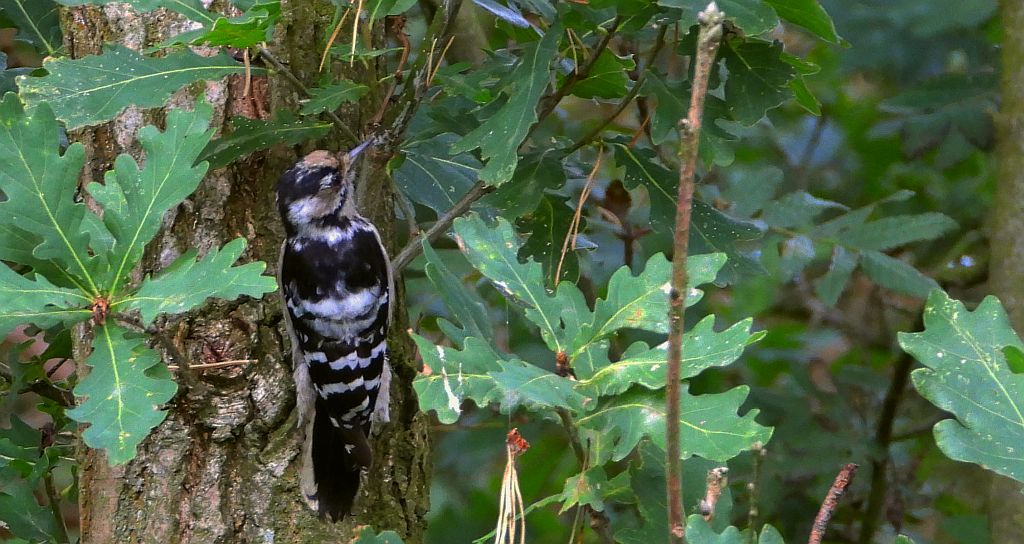 Dzięciołek, dzięcioł mały (Dryobates minor)