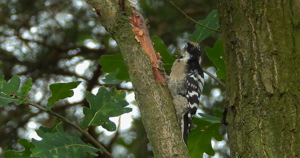 Dzięciołek, dzięcioł mały (Dryobates minor)