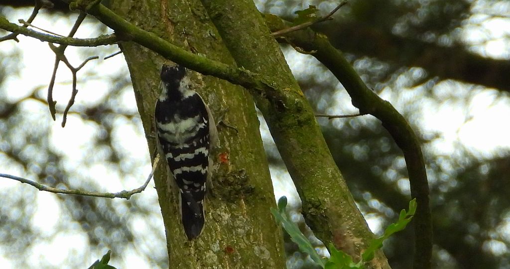 Dzięciołek, dzięcioł mały (Dryobates minor)