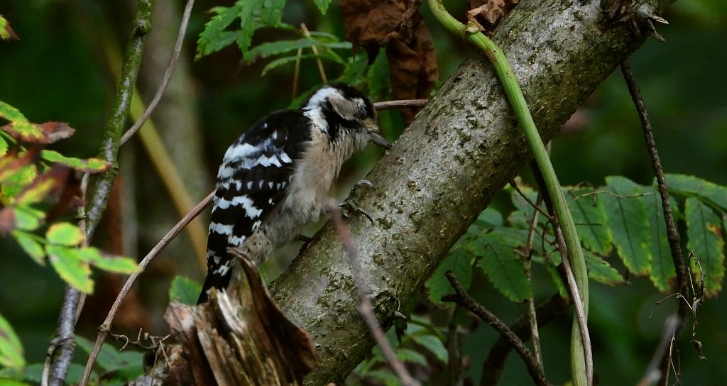 Dzięciołek, dzięcioł mały (Dryobates minor)