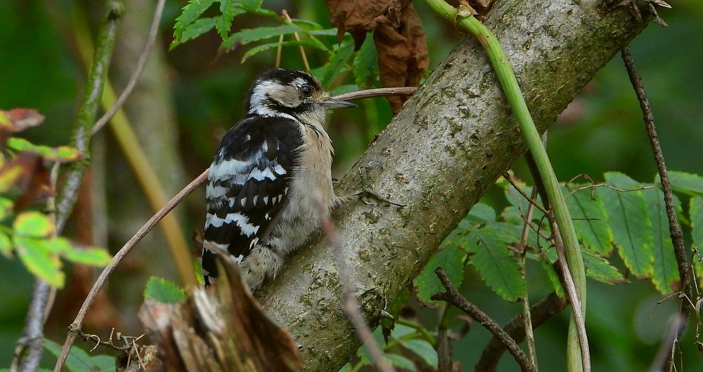Dzięciołek, dzięcioł mały (Dryobates minor)