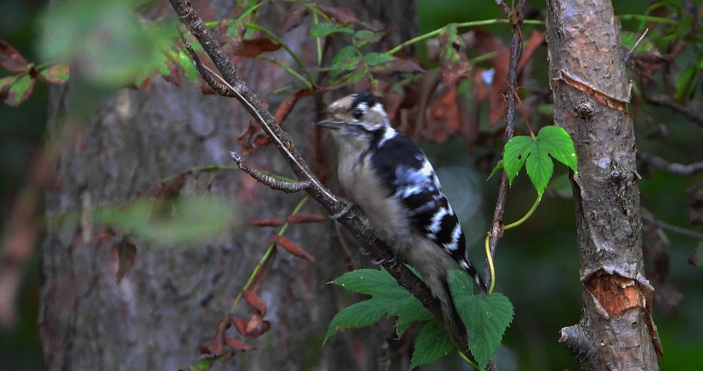 Dzięciołek, dzięcioł mały (Dryobates minor)