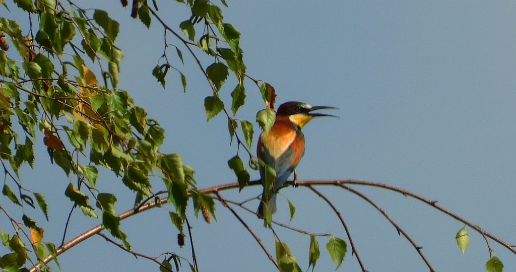 Żołna zwyczajna, żołna pospolita, żołna pszczołojad (Merops apiaster)