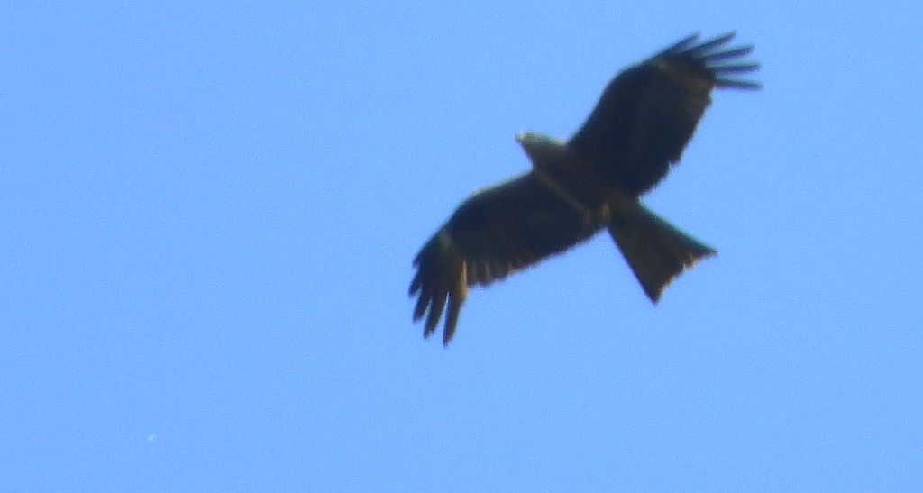 Kania czarna, kania brunatna (Milvus migrans)