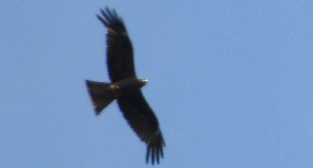 Kania czarna, kania brunatna (Milvus migrans)