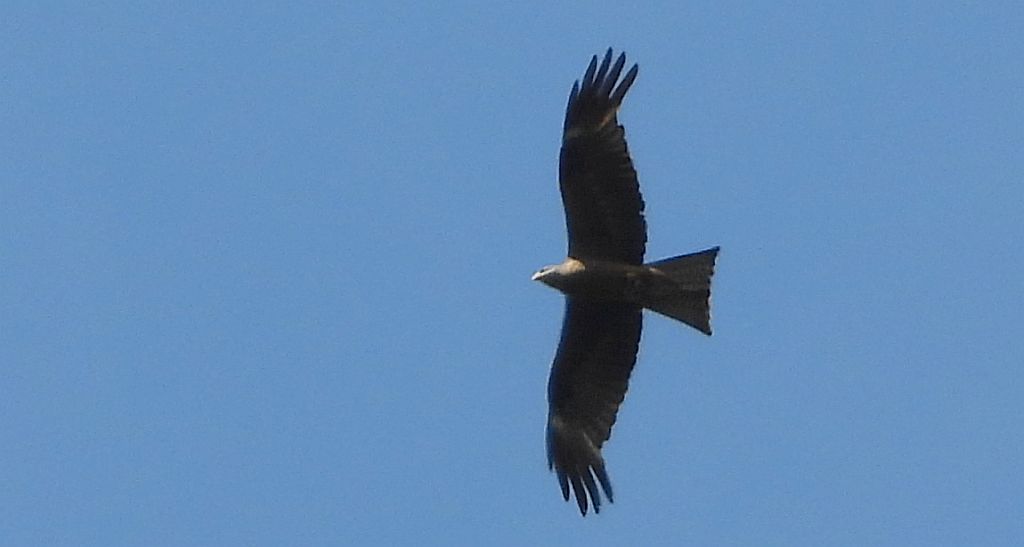 Kania czarna, kania brunatna (Milvus migrans)