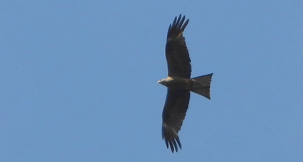 Kania czarna, kania brunatna (Milvus migrans)