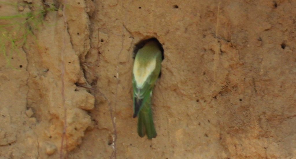 Żołna zwyczajna, żołna pospolita, żołna pszczołojad (Merops apiaster)