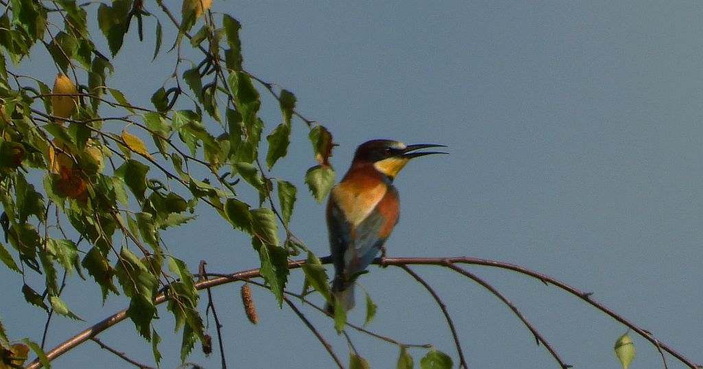 Żołna zwyczajna, żołna pospolita, żołna pszczołojad (Merops apiaster)
