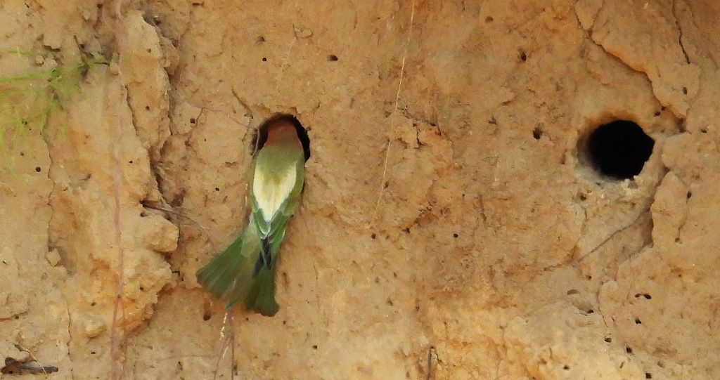 Żołna zwyczajna, żołna pospolita, żołna pszczołojad (Merops apiaster)