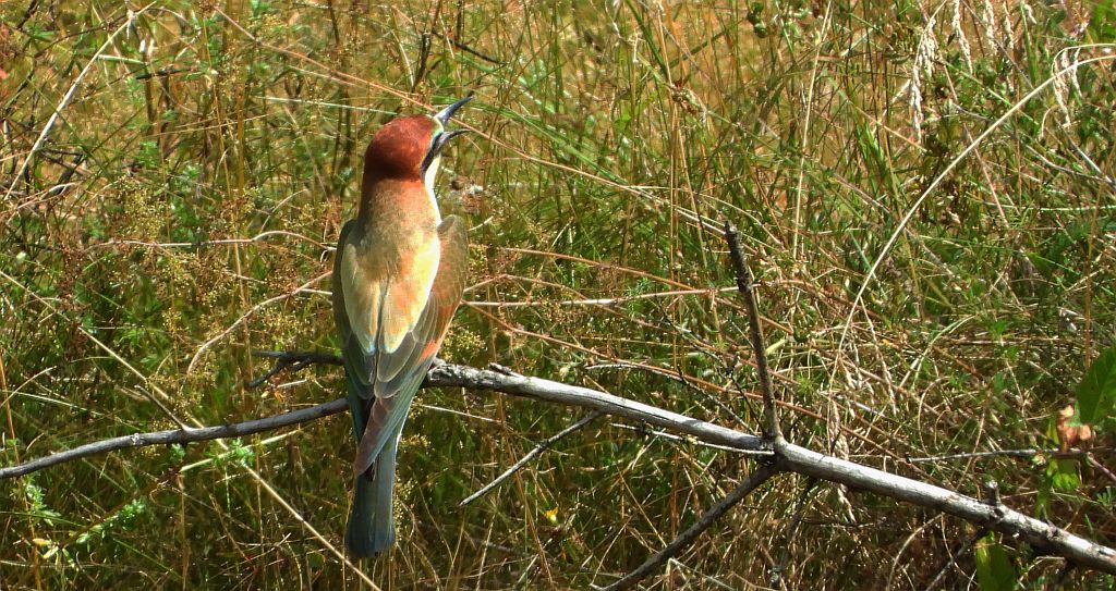 Żołna zwyczajna, żołna pospolita, żołna pszczołojad (Merops apiaster)