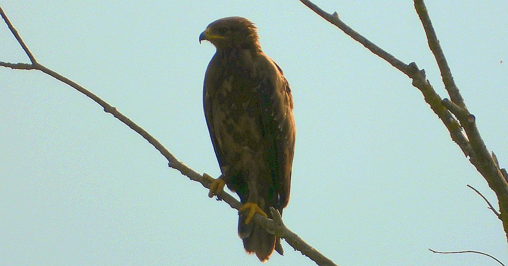 Myszołów zwyczajny, myszołów (Buteo buteo)