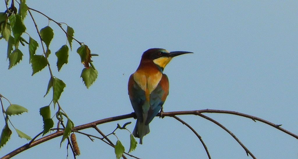 Żołna zwyczajna, żołna pospolita, żołna pszczołojad (Merops apiaster)