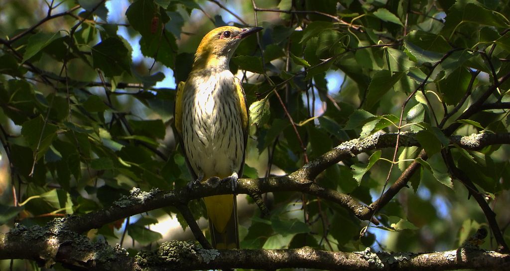 Wilga zwyczajna, wilga (Oriolus oriolus)