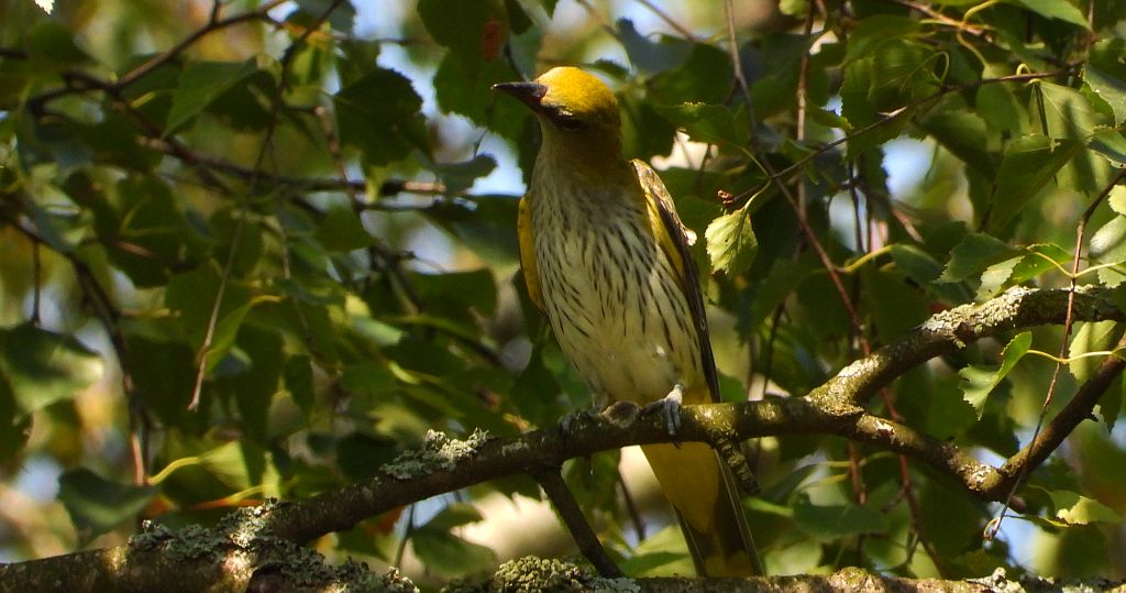 Wilga zwyczajna, wilga (Oriolus oriolus)