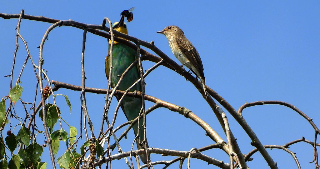 Żołna zwyczajna, żołna pospolita, żołna pszczołojad (Merops apiaster)