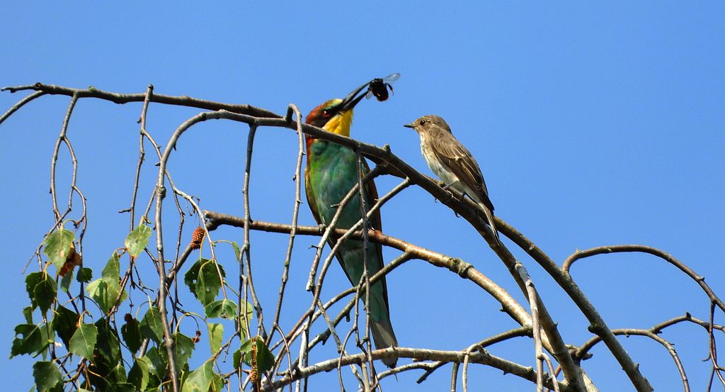 Żołna zwyczajna, żołna pospolita, żołna pszczołojad (Merops apiaster)