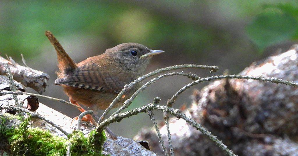 Strzyżyk zwyczajny, strzyżyk, strzyżyk woleoczko, wole oczko (Troglodytes troglodytes)