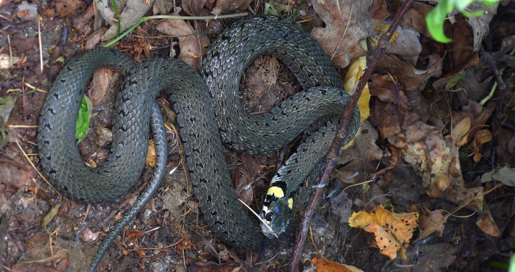 Zaskroniec zwyczajny, zaskroniec (Natrix natrix)