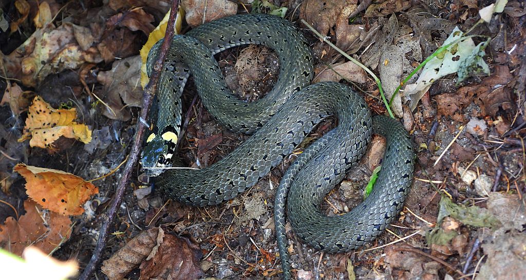 Zaskroniec zwyczajny, zaskroniec (Natrix natrix)