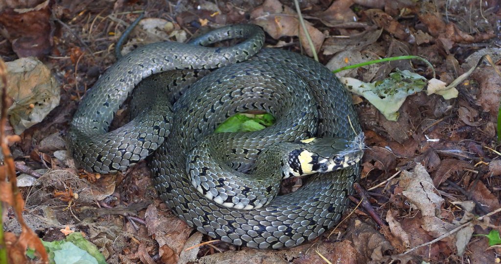 Zaskroniec zwyczajny, zaskroniec (Natrix natrix)