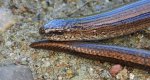 Padalec zwyczajny (Anguis fragilis)