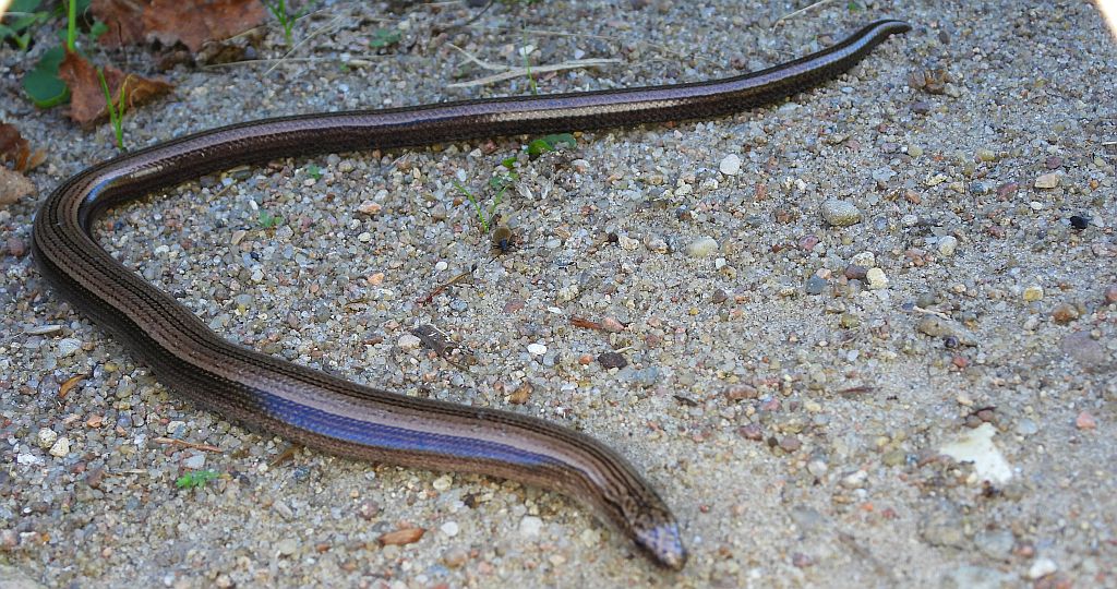 Padalec zwyczajny (Anguis fragilis)
