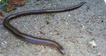 Padalec zwyczajny (Anguis fragilis)