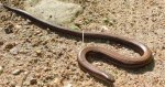 Padalec zwyczajny (Anguis fragilis)