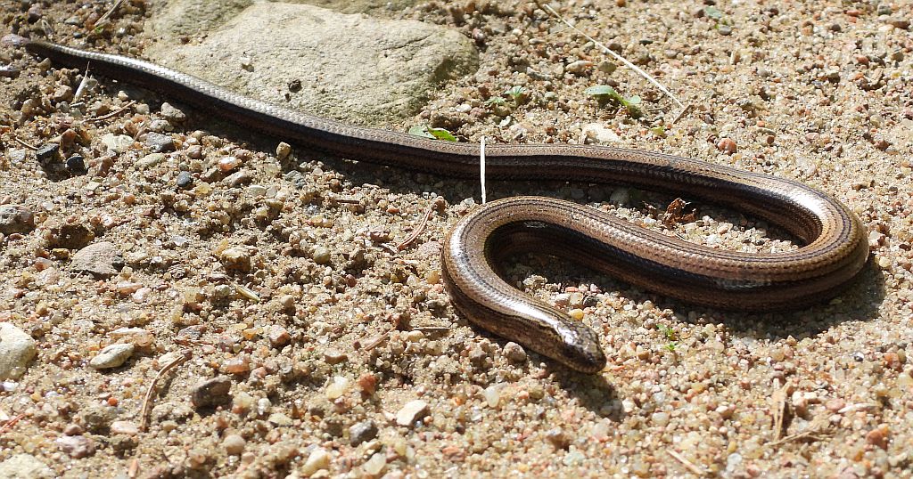 Padalec zwyczajny (Anguis fragilis)