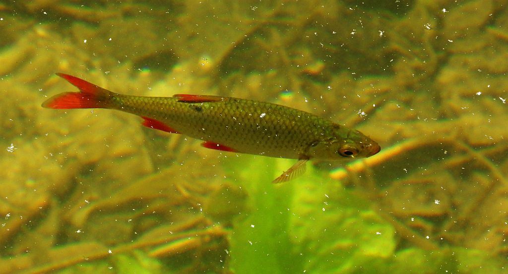 Wzdręga, krasnopióra (Scardinius erythrophthalmus)