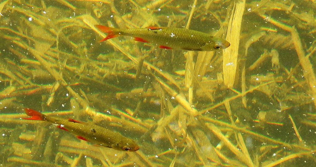 Wzdręga, krasnopióra (Scardinius erythrophthalmus)