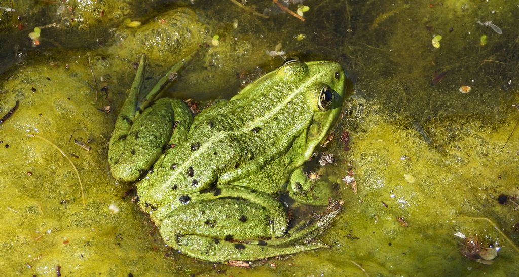 Żaba śmieszka (Pelophylax ridibundus syn. Rana ridibunda)