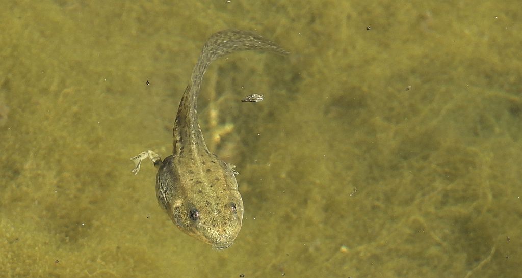 Żaba śmieszka (Pelophylax ridibundus syn. Rana ridibunda)