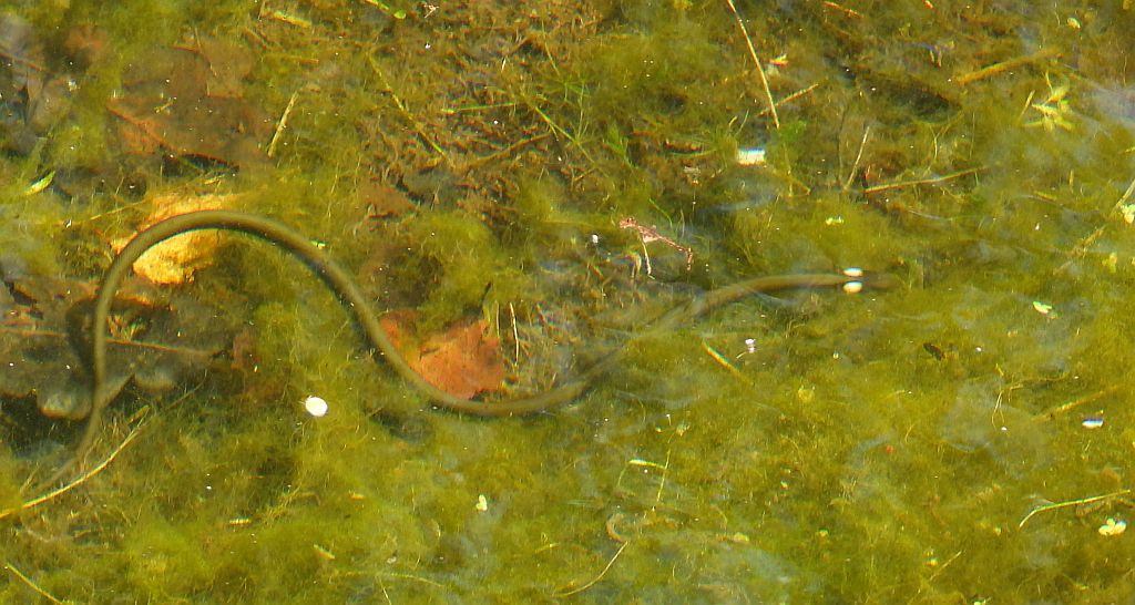 Zaskroniec zwyczajny, zaskroniec (Natrix natrix)