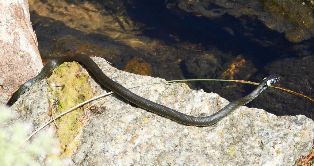 Zaskroniec zwyczajny, zaskroniec (Natrix natrix)