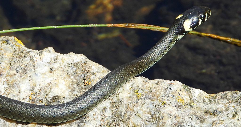 Zaskroniec zwyczajny, zaskroniec (Natrix natrix)