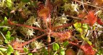 Rosiczka okrągłolistna (Drosera rotundifolia)