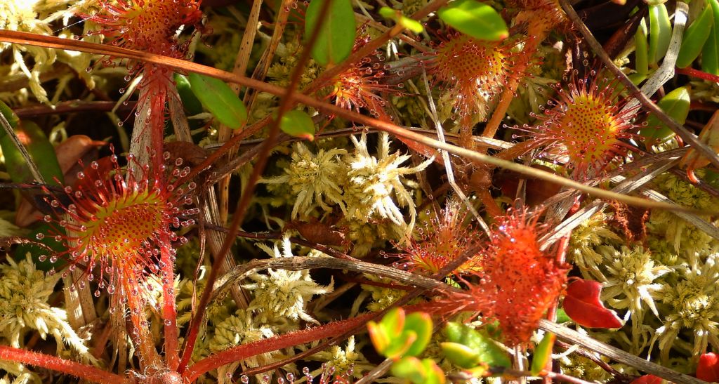 Rosiczka okrągłolistna (Drosera rotundifolia)