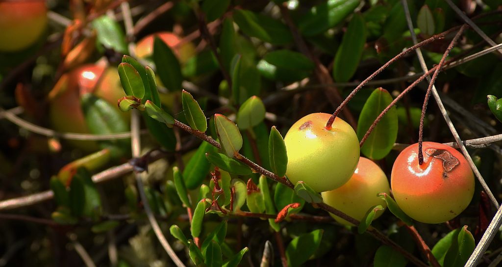 Żurawina błotna (Vaccinium oxycoccos, Oxycoccus palustris)