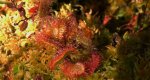 Rosiczka okrągłolistna (Drosera rotundifolia)