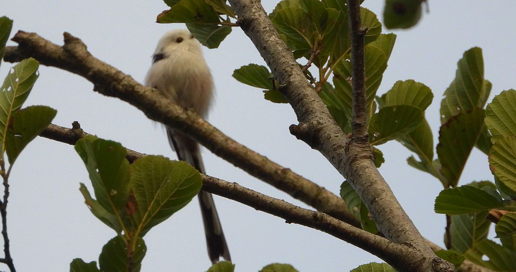 Raniuszek (Aegithalos caudatus)