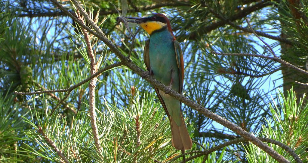 Żołna zwyczajna, żołna pospolita, żołna pszczołojad (Merops apiaster)