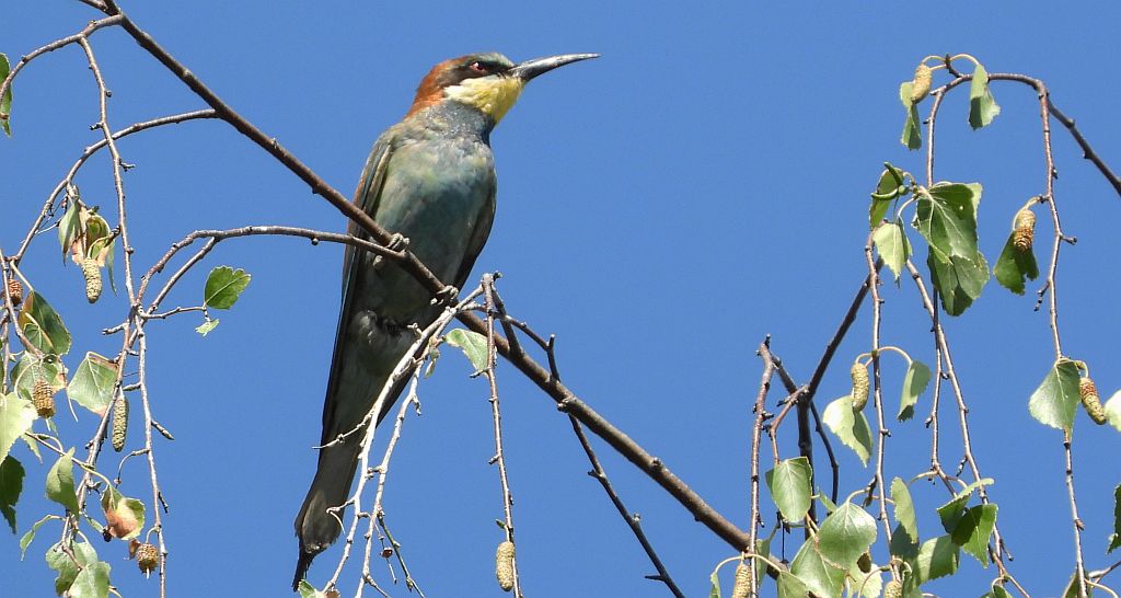 Żołna zwyczajna, żołna pospolita, żołna pszczołojad (Merops apiaster)
