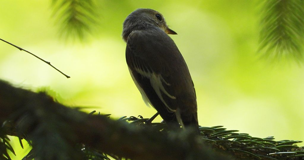 Muchołówka żałobna (Ficedula hypoleuca)